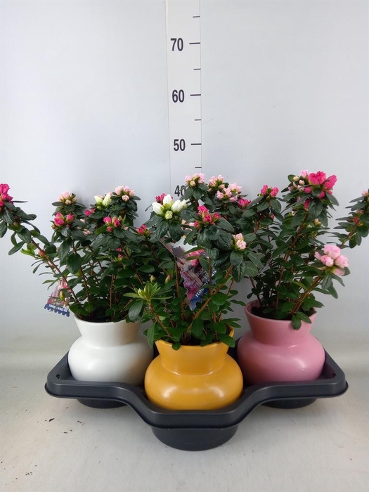 <h4>Rhododendron sim. 'Hor Collec' .mix</h4>