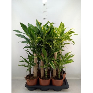 Dracaena frag.   ...mix 3