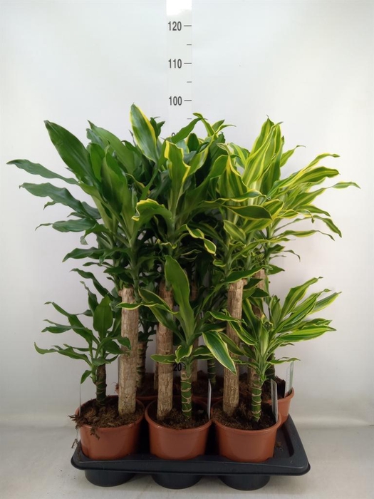 <h4>Dracaena frag.   ...mix 3</h4>