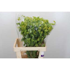 Bupleurum Griffithii