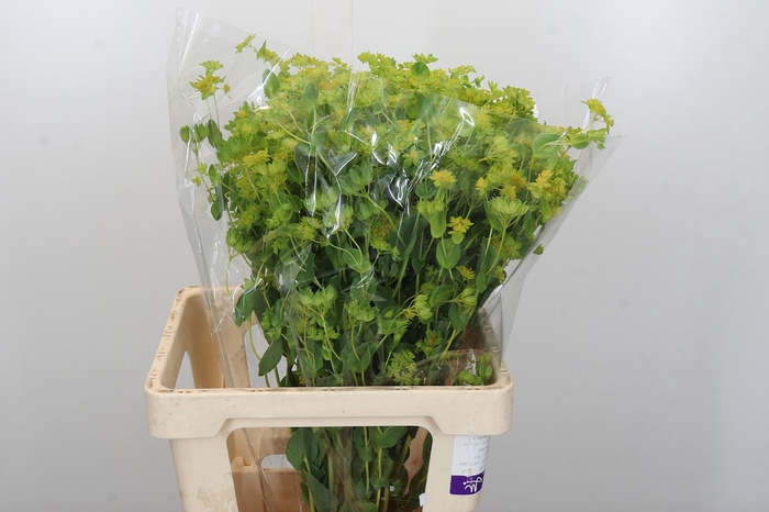 <h4>Bupleurum Griffithii</h4>