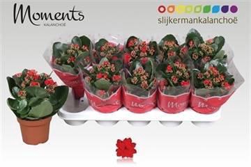 <h4>KAL GE SECRET RED</h4>