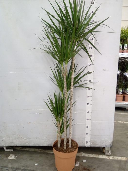 <h4>Dracaena marg.</h4>