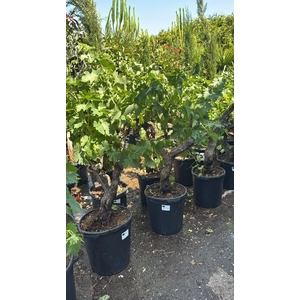 VITIS VINIFERA