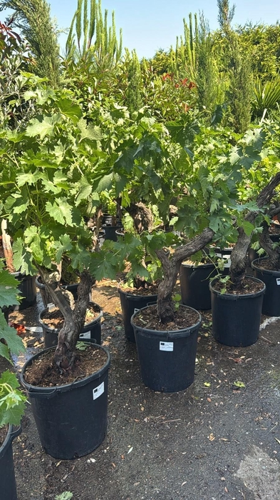 <h4>VITIS VINIFERA</h4>