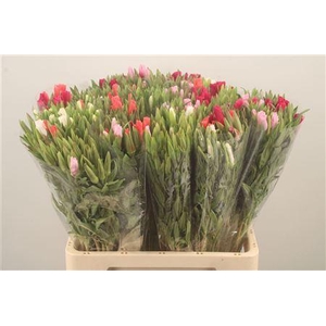 Clarkia Am Gr Mixed In The Bunch