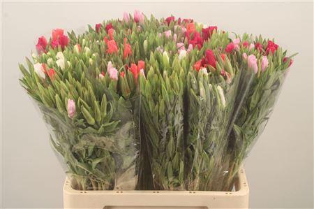 <h4>Clarkia Am Gr Mixed In The Bunch</h4>