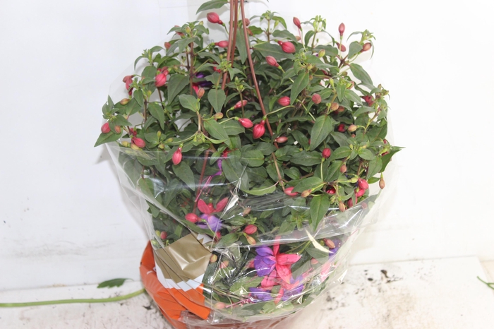 <h4>BRINCO DE PRINCESA C21</h4>