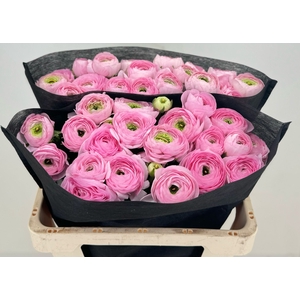 Ran Clooney Marleene Extra