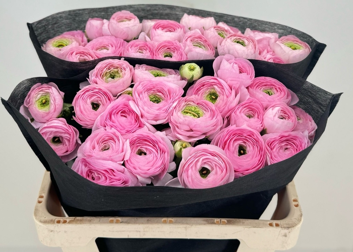 Ran Clooney Marleene Extra