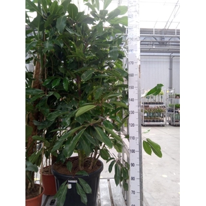 Schefflera actin. 'Amate'