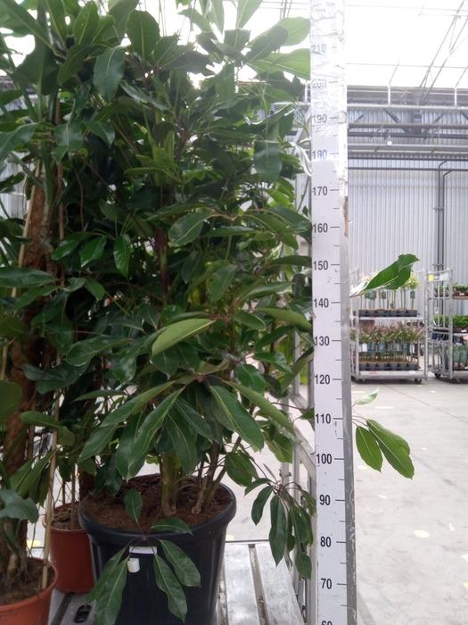 <h4>Schefflera actin. 'Amate'</h4>