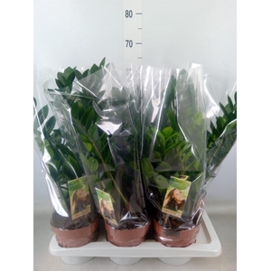 Zamioculcas zamiifolia