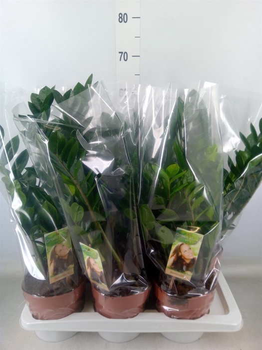 <h4>Zamioculcas zamiifolia</h4>