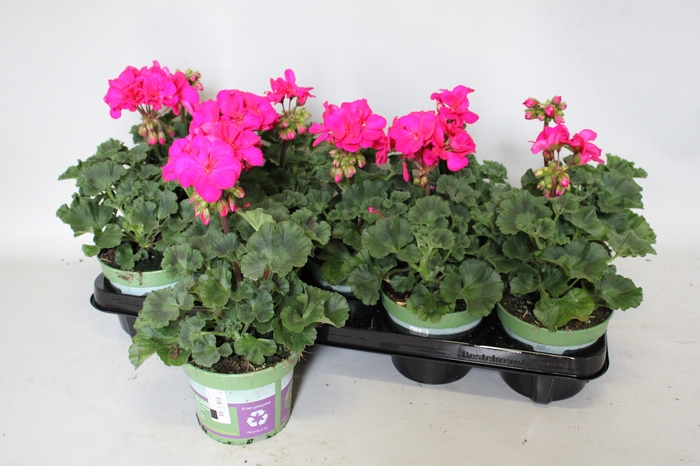 <h4>Pelargonium zonale Mojo Violet</h4>