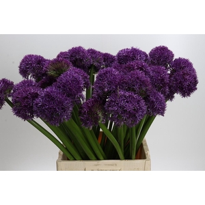 Allium Globemaster