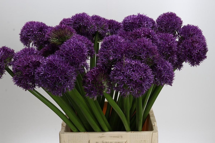 Allium Globemaster