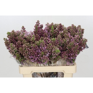 Lilac Vulg Ruhm Von Horstenstein