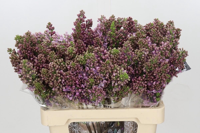 <h4>Syringa Vulg Ruhm Von Horstenstein</h4>