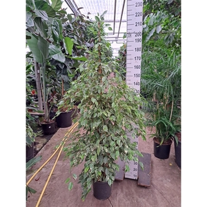 Ficus Benjamina Golden King piramide 210