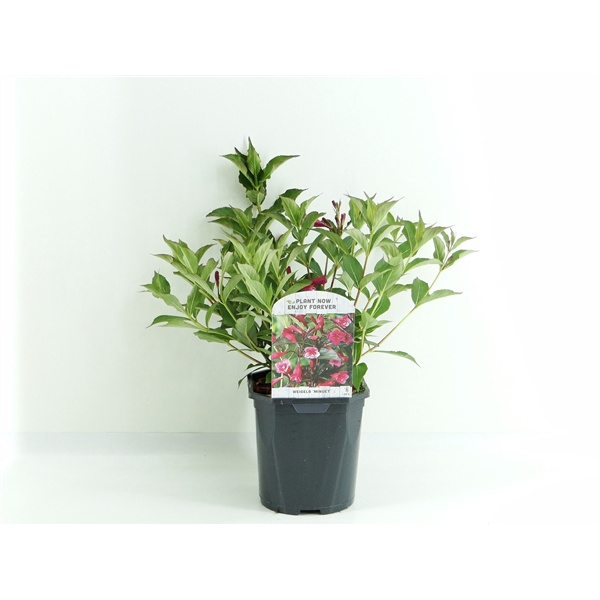 <h4>Weigela Minuet</h4>