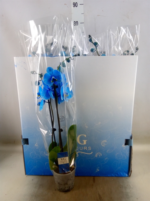 <h4>Phalaenopsis   ...</h4>