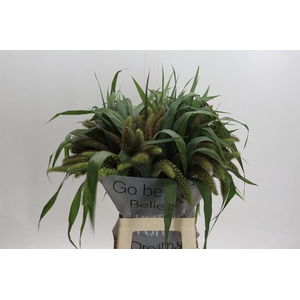 Siergras Setaria It Red Jewel