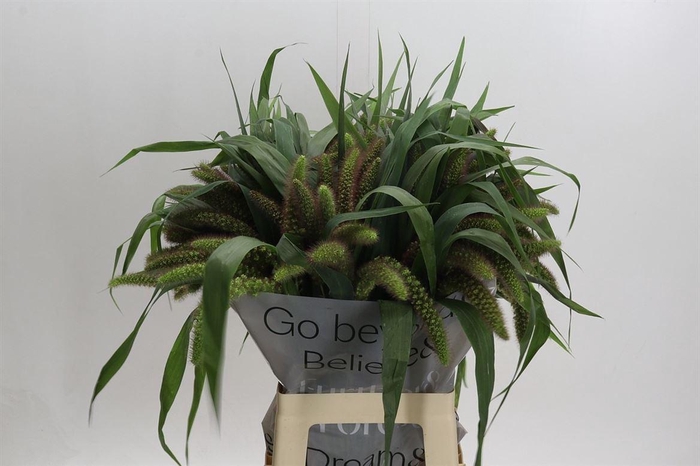 <h4>Siergras Setaria It Red Jewel</h4>