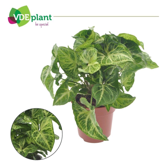 <h4>Syngonium Arrow</h4>