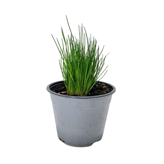 <h4>Allium schoenoprasum</h4>