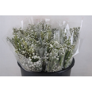 Phillica Herbs P Bunch
