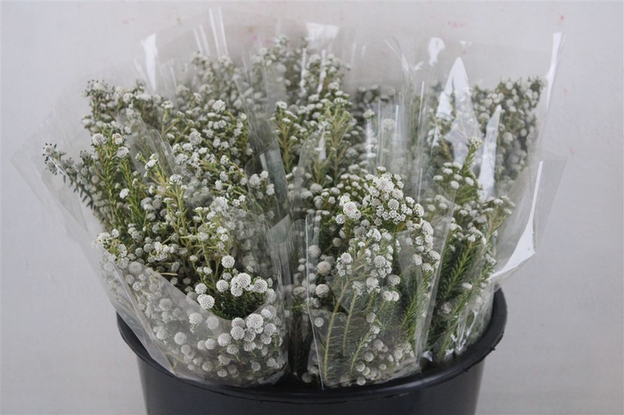 <h4>Phillica Herbs P Bunch</h4>