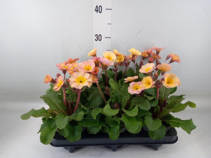 <h4>Primula elat.</h4>