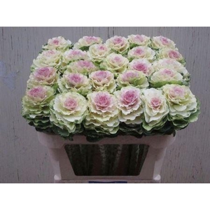 Brass Ov Round White