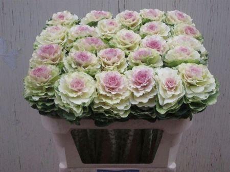 <h4>Brass Ov Round White</h4>