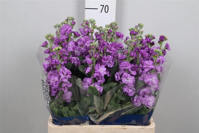 <h4>Matth Iron Blue</h4>