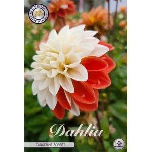 Dahlia Tangerine Sorbet x1 l