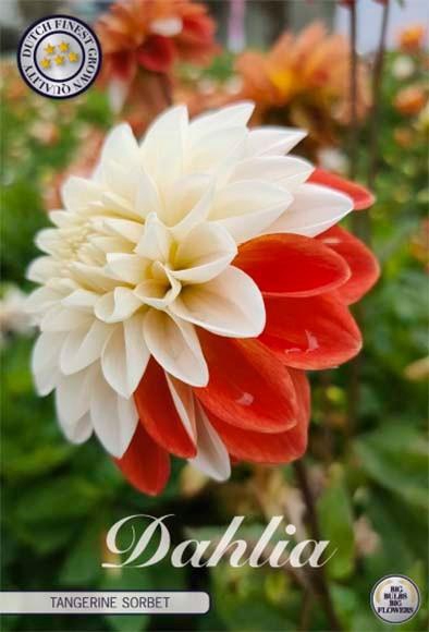<h4>Dahlia Tangerine Sorbet x1 l</h4>