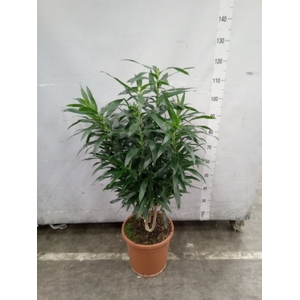 Dracaena refl.   ...