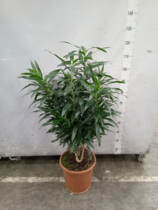<h4>Dracaena refl.   ...</h4>