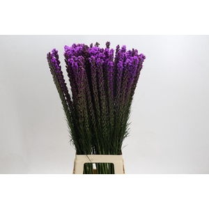 Liatris Callilepis
