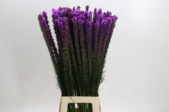 <h4>Liatris Callilepis</h4>