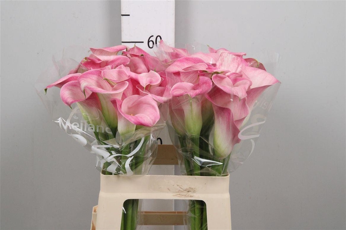 <h4>Zant Capt Alma</h4>