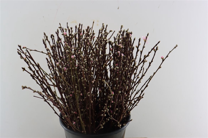 <h4>Perzikbloesem Short 55cm P Bunch</h4>