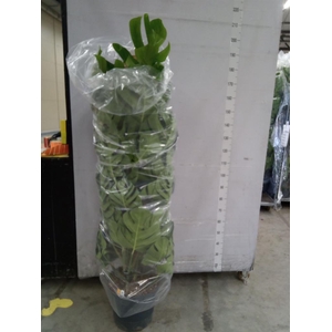 Monstera pertusum