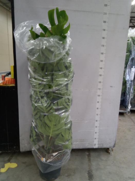 <h4>Monstera pertusum</h4>
