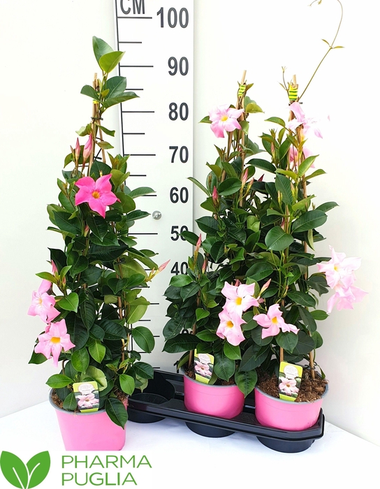<h4>MANDE RIO PINK</h4>