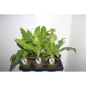 Eucomis Bicolor