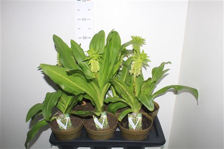 <h4>Eucomis Bicolor</h4>