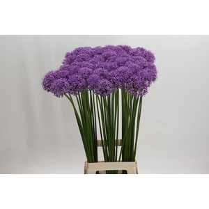 Allium Gladiator